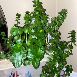 Trailing Kalanchoe cutting